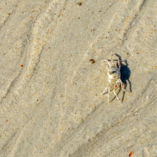 A crab at Kalapathar Beach