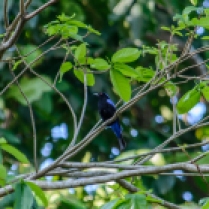 Asian Fairy Bluebird