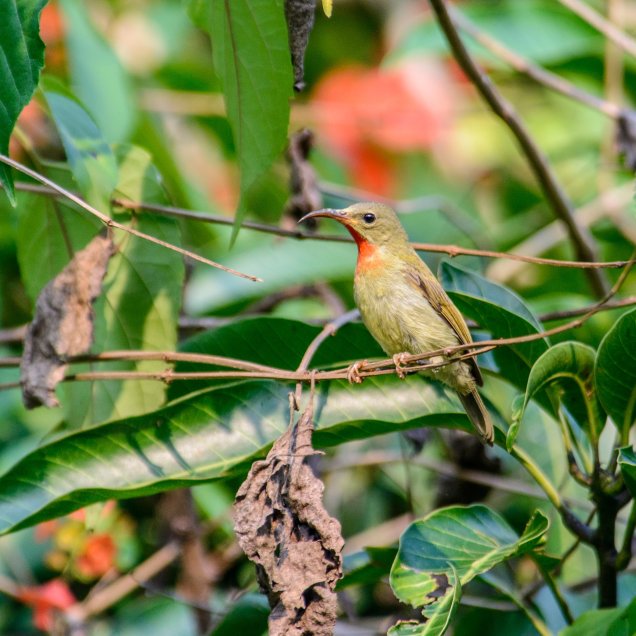 Crimson Sunbird (Juvenile)